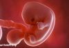 Anne karnında 7 haftalık gebelik anne karnında 7haftalık bebek görüntüsü Ultrasonda 7 haftalık hamilelik