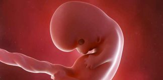 Anne karnında 8 haftalık gebelik anne karnında 8 haftalık bebek görüntüsü Ultrasonda 8 haftalık hamilelik