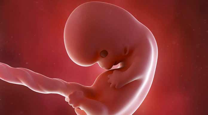 Anne karnında 8 haftalık gebelik anne karnında 8 haftalık bebek görüntüsü Ultrasonda 8 haftalık hamilelik