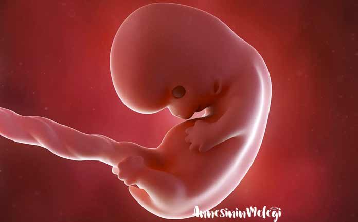 Anne karnında 8 haftalık gebelik anne karnında 8 haftalık bebek görüntüsü Ultrasonda 8 haftalık hamilelik