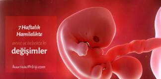 Anne karnında 7 haftalık gebelik anne karnında 7haftalık bebek görüntüsü Ultrasonda 7 haftalık hamilelik