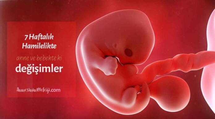 Anne karnında 7 haftalık gebelik anne karnında 7haftalık bebek görüntüsü Ultrasonda 7 haftalık hamilelik