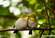 Çocuklar için eğlenceli gerçekler: Kuşlar çiş yapmaz Çocuklar için eğlenceli gerçekler Kuşlar çiş yapmaz bunları biliyor musunuz Kuşlar çiş yapmazlar, sadece kaka yaparlar