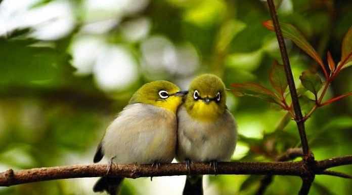 Çocuklar için eğlenceli gerçekler Kuşlar çiş yapmaz bunları biliyor musunuz Kuşlar çiş yapmazlar, sadece kaka yaparlar