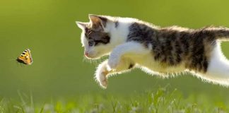 Kediler hakkında ilginç bilgiler