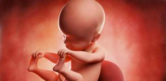 25 Haftalık Bebeğin Anne Karnında Görüntüsü