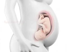 hamilelikte 37. hafta 37 haftalık gebelik