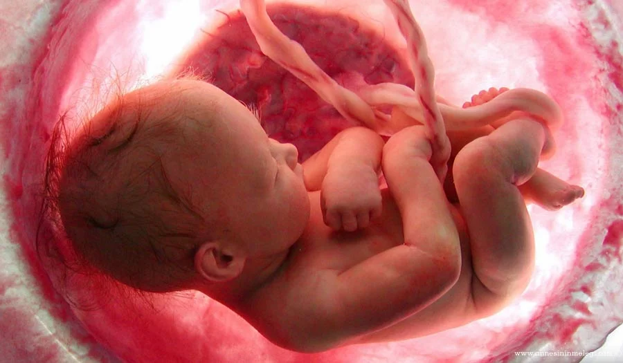 Gebelikte 40. Hafta Hafta Hafta Gebelik (39+0, 39+6. Günler) , Hafta hafta hamilelik: Hamilelikte 40. Hafta gebelik ultrason 3d üç boyutlu 4d