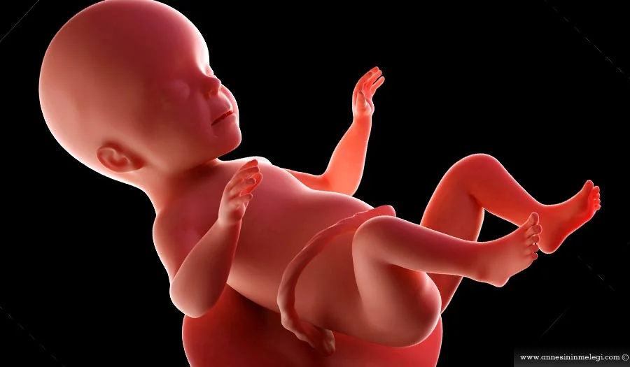 Hamileliğinizin 39. haftasında artık hamileliğinizin sonralarına yaklaşıyorsunuz. Her an doğum yapabilirsiniz. Doğumunuzun yaklaşıp yaklaşmadığı ile ilgili kaygılanmadan önce hamilelikte 39. hafta yazımıza göz atın,hafta hafta hamilelik Hafta hafta gebelik (hamilelik) dönemi belirtileri Hafta Hafta Hamilelik - Gebelik Hafta hafta gebelik Hafta Hafta Hamilelik Hafta Hafta Hamilelik Hafta hafta gebelik hamilelik 39 Hafta Hamileliğiniz Bebeğin Hafta Hafta Gelişimi 39 Haftalık Gebelik Serüveni gebelik ultrason görüntüleri,3 boyutlu bebek, 39 gebelik haftası, 39 hafta, 39 hafta bebek gelişimi, 39 hafta doğum, 39 hafta gebelik, 39 hafta hamilelik, 39 hafta hamileyim, 39 haftada bebek kilosu, 39 haftalık 3 boyutlu bebek görüntüsü, 39 haftalık 3d bebek görüntüsü, 39 haftalık 4 boyutlu bebek görüntüsü, 39 haftalık bebeğin anne karnındaki görüntüsü, 39 haftalık bebeğin boyu, 39 haftalık bebek, 39 haftalık bebek görüntüsü, 39 haftalık bebek kilosu, 39 haftalık bebek nasıl görünür, 39 haftalık bebek ultrason görüntüsü, 39 haftalık erkek bebek, 39 haftalık erkek bebek görüntüsü, 39 haftalık gebelik, 39 haftalık gebelikte bebek kilosu, 39 haftalık gebeyim, 39 haftalık hamilelik, 39 haftalık hamileyim, 39 haftalık kız bebek, 39 haftalık ultrason, 39 haftalık ultrason görüntüsü, 39hafta, 39haftada bebek kilosu, 3d bebek görüntüsü, 3d hamilelik, 9 aylık gebelik, 9 aylık hamilelik, 9. ay gebelik, anne bebek blog, anne blog, anne karnında 39 hafta, anne karnında 39 haftalık bebek, anne karnında bebek, aylara göre hamilelik nasıl oluyor, bebek, bebek blog, bebek blogları, blogger anne, doğuma 3 hafta kaldı, doğuma az kaldı, erkek bebek anneleri kadınlar kulübü, erkek bebek ultrason görüntüsü, gebeliğin 39. haftası, Gebelik, gebelik takibi, gebelikte 39 hafta bebek gelişimi, gebelikte 39. hafta, gebelikte 9. ay, gebelikte son hafta, gebeyim, hafta hafta, Hafta Hafta Bebek Gelişimi, hafta hafta gebelik, hafta hafta hamilelik, Hamilelik, hamilelikte 39 hafta, hamilelikte 9. ay, hamilelikte nst, hamilelikte son hafta, hamileyim, ikiz bebek, kadın 39 hafta, kız bebek anneleri kadınlar kulübü, kız bebek ultrason görüntüsü, normal doğum, nst, nst işlemi, nst nedir, Resim, sezeryan doğum, son 1 hafta, son 2 hafta, ultrason