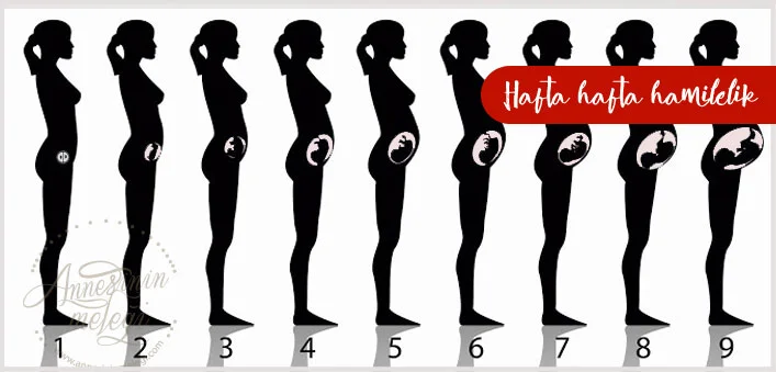 hafta hafta gebelik takibi hafta hafta gebelik bebek kilosu hafta hafta gebelik hesapla 