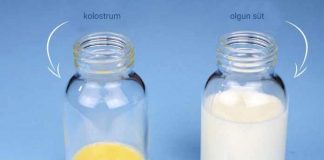 Anne sütünün rengi annenin yediği yiyeceklere bağlı olarak değişebilir anne sütünün rengi açık beyaz olması anne sütünün rengi neden yeşil olur anne sütünün rengi turuncu anne sütünün renginin sarı olması anne sütünün rengi su gibi gelmesi anne sütünün rengi yeşil anne sütünün rengi değişirse anne sütünün rengi mavi anne sütünün rengi açık renkte olması anne sütünün rengi koyu sarı anne sütünün rengi sarı anne sütünün rengi beyaz olması anne sütünün rengi değişir mi anne sütü bebeğin göz rengini değiştirir mi anne sütü rengi gri anne sütü rengi su gibi anne sütü hangi renk anne sütünün ilk rengi anne sütünün rengi kahverengi anne sütü kaka rengi anne sütü mavi renk anne sütünün rengi nasıl olur anne sütü rengi neden su gibi olur anne sütü rengi neden sarı olur anne sütün rengi neden pembe olur anne sütü ne renk olur anne sütünün rengi kıvamı nasıl olmalı anne sütünün rengi nasıl olmalı anne sütünün rengi pembe olması anne sutunun sari renk olmasi ilk anne sütü sarı renk anne sütünün rengi nasıl olmalı anne sütünün rengi nasıl olur anne sütünün rengi ne zaman değişir anne sütünün rengi neden değişir anne sütünün rengi neden yeşil olur anne sütünün rengi neye göre değişir anne sütünün rengi su gibi gelmesi anne sütü rengi su gibi anne sütünün rengi neye göre değişir anne sütünün rengi değişir mi anne sütünün rengi nasıl olur anne sütü ne renk olur anne sütünün rengi neden yeşil olur anne sütü rengi neden sarı olur anne sütün rengi neden pembe olur