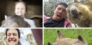 Avusturalya'ya özgü sevimli bir hayvan olan vombat, 4 türü olan keseli bir hayvandır ama onu en ilginç kılan yanı ise hayvanlar aleminde küp biçiminde dışkılayan tek canlı olmasıdır.